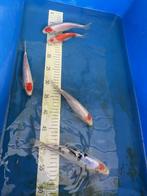Japanse koi van Kokai, Karper of Koi