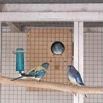 Splendid, Dieren en Toebehoren, Vogels | Parkieten en Papegaaien, Geringd