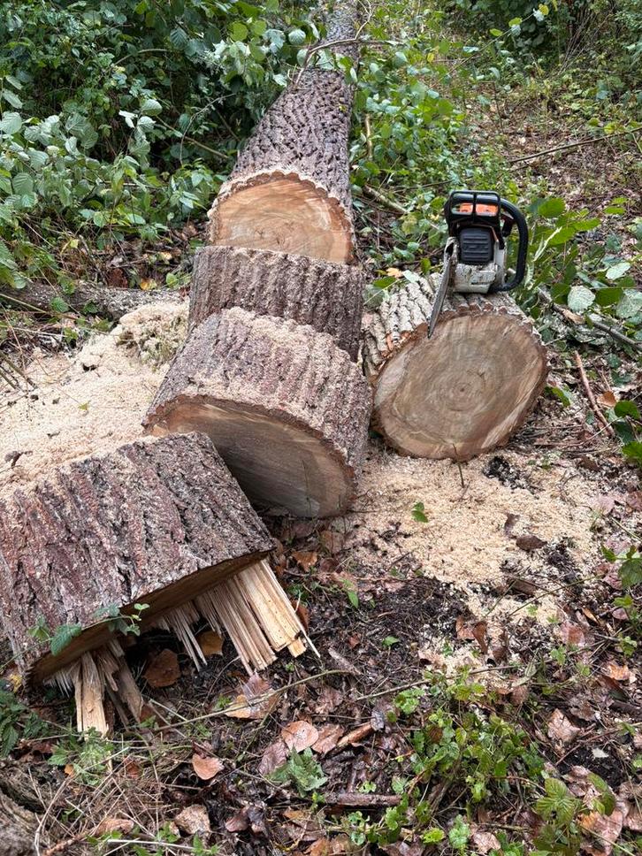 Brandhout populier, Tuin en Terras, Brandhout, Blokken, Overige houtsoorten, 6 m³ of meer, Ophalen