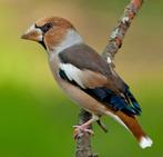 Appelvink man, Dieren en Toebehoren, Mannelijk, Wildzangvogel
