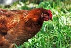 Bruine legkippen, Dieren en Toebehoren, Pluimvee