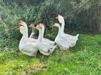 Chinese knobbelganzen, Dieren en Toebehoren