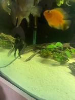 Visbestand, Dieren en Toebehoren