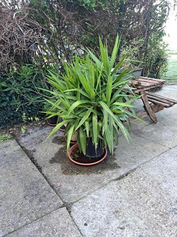 Belle grande plante de yucca. 