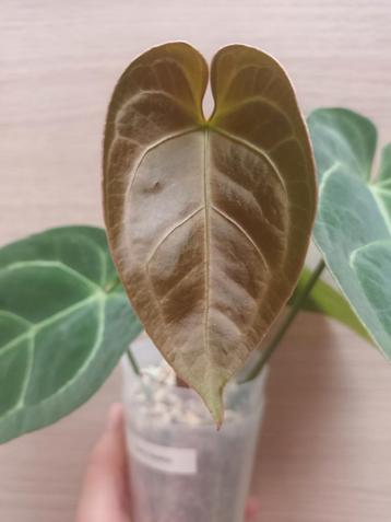 Anthurium papillilaminum x warocqueanum, Huis en Inrichting, Ophalen of Verzenden