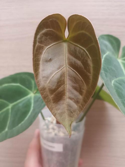 Anthurium papillilaminum x warocqueanum, Huis en Inrichting, Kamerplanten, Ophalen of Verzenden