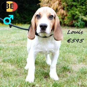 Verschillende leuke Beagle pups (Belgisch) beschikbaar voor biedingen