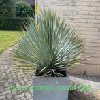 Yucca rostrata vanaf 85 euro, Tuin en Terras, Planten | Tuinplanten, Ophalen of Verzenden