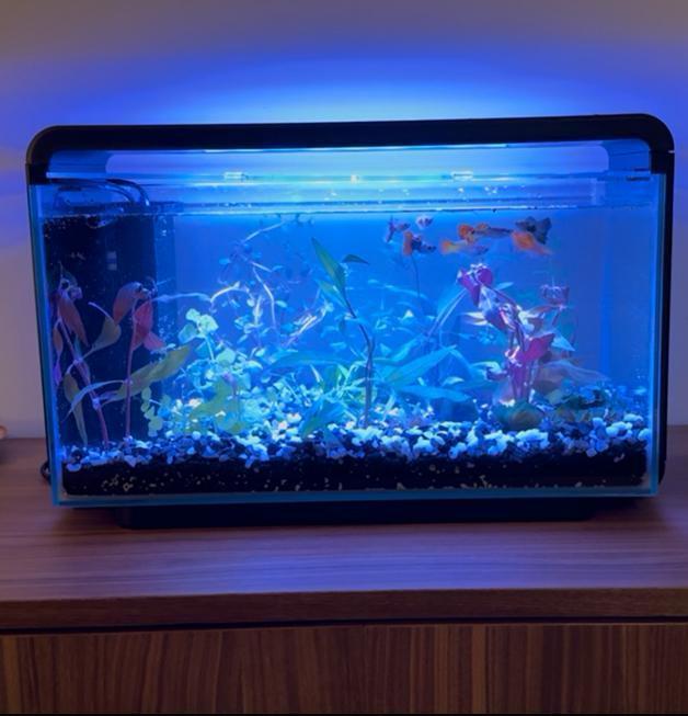 Aquarium Superfish 30L + complete set - instapklaar!, Dieren en Toebehoren, Vissen | Aquaria en Toebehoren, Zo goed als nieuw