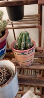 gratis kamerplanten, Maison & Meubles, Plantes d'intérieur, Enlèvement, Autres espèces, En pot