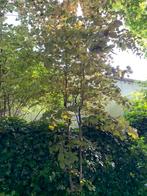 bomen, Tuin en Terras, Planten | Bomen, Ophalen