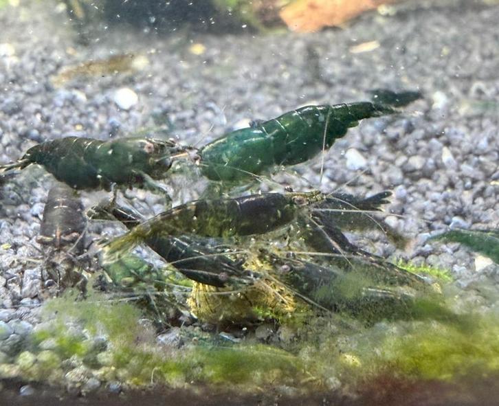 Green jade neocaridina garnalen, Dieren en Toebehoren, Vissen | Aquariumvissen, Zoetwatervis, Kreeft, Krab of Garnaal