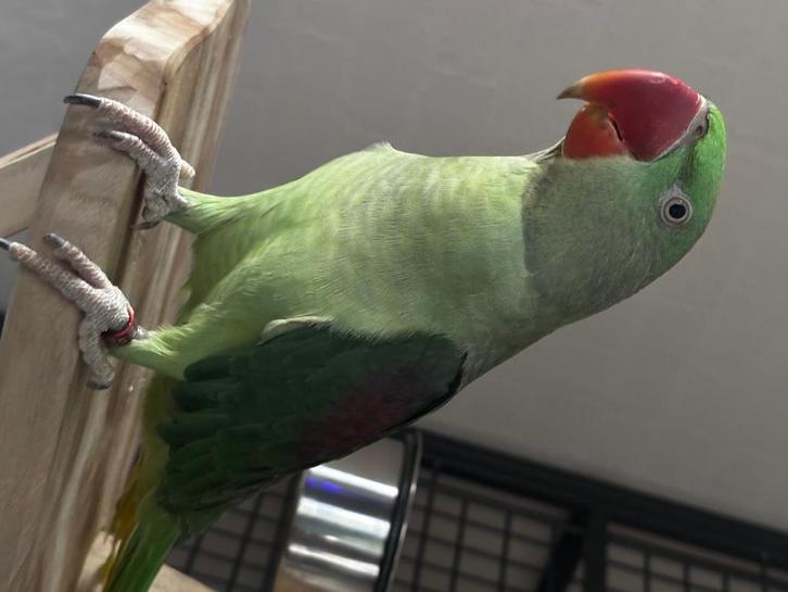 Groot Alexander, Dieren en Toebehoren, Vogels | Parkieten en Papegaaien, Parkiet, Vrouwelijk, Pratend, Tam, Geringd