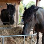 Ik verkoop mijn twee paarden weest geen elektriciteit., Dieren en Toebehoren, Paarden