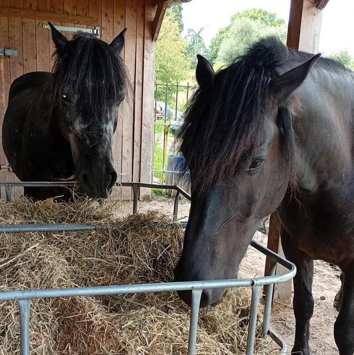 Ik verkoop mijn twee paarden weest geen elektriciteit., Dieren en Toebehoren, Paarden