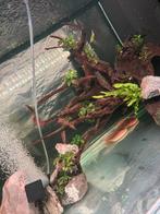 Anubias/bucephalandra plantenpartijen, Dieren en Toebehoren, Ophalen