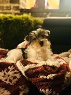 Chiots Biewer, Animaux & Accessoires, Autres races, Plusieurs, Parvovirose, Belgique