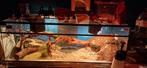 Huisdieren, Dieren en Toebehoren, Reptielen en Amfibieën, Slang, Met terrarium, 0 tot 2 jaar