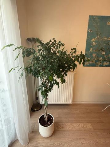 Huilende ficusboom/Ficus Benjamina/Waringin beschikbaar voor biedingen