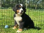 Berner Sennen pups