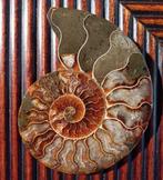 Ammonite fossile polie à moitié coupée, Collections, Fossile, Enlèvement ou Envoi