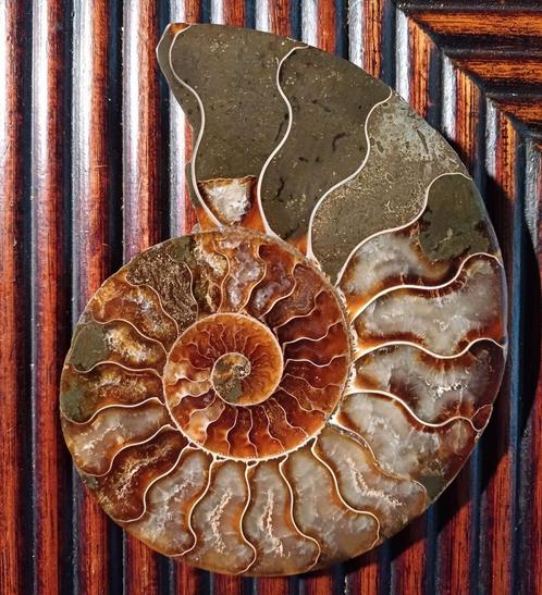 Ammonite fossile polie à moitié coupée, Collections, Minéraux & Fossiles, Fossile, Enlèvement ou Envoi