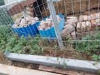 Ijzeren poutrellen verschillende maten, Ophalen