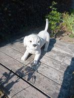 Hond in graniet, Tuin en Terras, Ophalen, Zo goed als nieuw, Steen