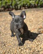 Franse bulldog Puppy’s, Dieren en Toebehoren, België, Fokker | Hobbymatig, Reu, CDV (hondenziekte)