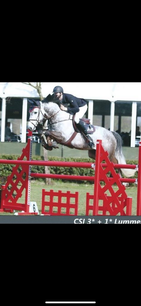 Trainen paarden, Dieren en Toebehoren, Paarden, Zadelmak