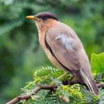 1-1 pagodespreeuw, Animaux & Accessoires, Oiseaux | Oiseaux Autre, Plusieurs animaux, Oiseau tropical, Bagué