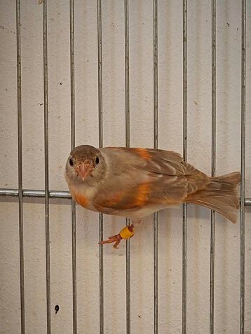 Kapoetsen sijs van 2024 jonge al veel op kleur o479793262, Dieren en Toebehoren