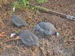 Trio parelhoenen, Dieren en Toebehoren, Pluimvee, Meerdere dieren, Overige soorten
