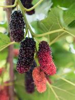 ZWARTE MOERBEIEN (TURKSE VARIËTEIT), 60/80 cm, €10/stuk, Tuin en Terras, Volle zon, Vaste plant, Ophalen of Verzenden, Fruitplanten