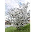 Prunus The Bride à tiges multiples, Jardin & Terrasse, Plantes | Jardin, Enlèvement ou Envoi