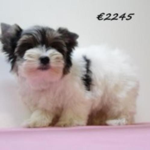 Biewer Yorkshire pups te koop, Dieren en Toebehoren, Honden | Jack Russells en Terriërs, Meerdere dieren, Yorkshire Terriër, Handelaar