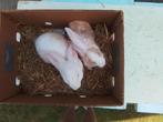 Duitse reuzen, Dieren en Toebehoren, Konijnen