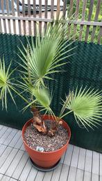 Palboom, Tuin en Terras, Planten | Tuinplanten, Ophalen