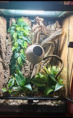 Repto terra sky 45x45x60 + Wimpergekko, Animaux & Accessoires, Reptiles & Amphibiens | Accessoires, Enlèvement, Éclairage