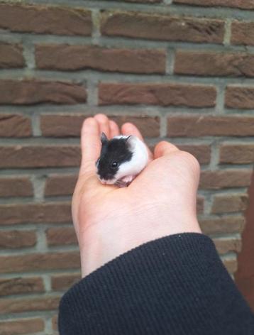 Jonge campbelli dwerghamsters, verschillende kleuren, tam beschikbaar voor biedingen