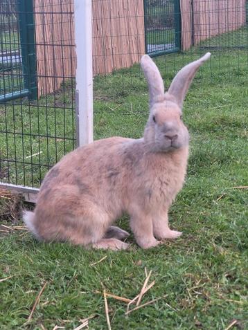 Vlaamse en duitse reusjes beschikbaar voor biedingen