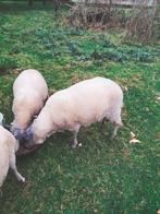 schaap, Dieren en Toebehoren, Schapen, Geiten en Varkens, Mannelijk, Schaap, 0 tot 2 jaar