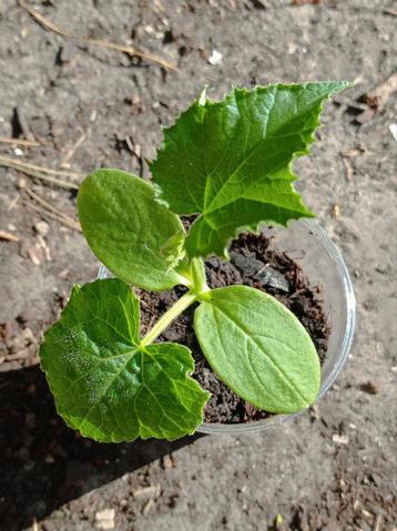 Beith Alpha | Komkommer Planten beschikbaar voor biedingen