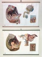 anatomische schoolplaten, Antiek en Kunst, Ophalen of Verzenden, Natuur en Biologie