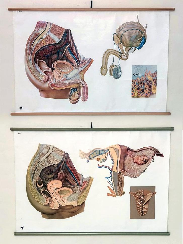 anatomische schoolplaten, Antiek en Kunst, Antiek | Schoolplaten, Natuur en Biologie, Ophalen of Verzenden