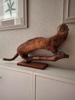 Taxidermie mooie marter., Ophalen of Verzenden, Zo goed als nieuw