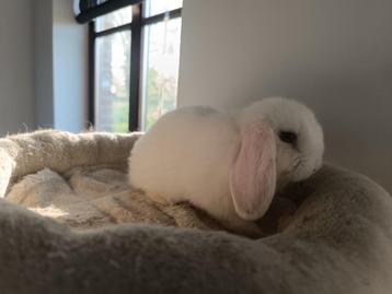 Lapin Minilop, 1 bélier (blanc), Animaux & Accessoires, Lapins