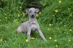 Whippet pups bij ons geboren in Belgie, België, Whippet, 8 tot 15 weken, Meerdere
