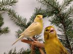Kleurkanarie agaat geel pastel. Isabel pastel., Dieren en Toebehoren, Meerdere dieren, Kleurkanarie