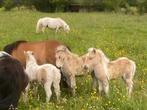 Palominobont Shetland pony veulen - stamboek, Vermifugé, Étalon, Ne s'applique pas, Poney A (jusqu'à 1.17 m)